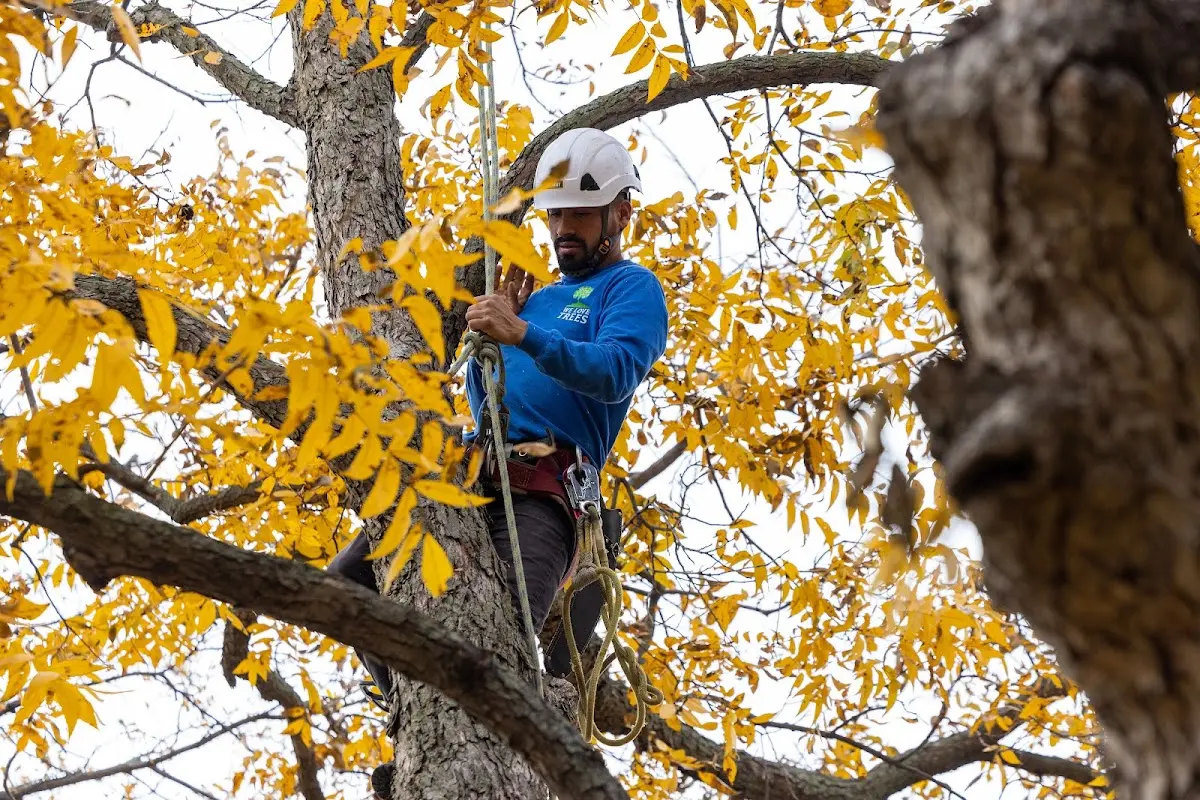 Skilled Tree Pruning crew working in Arock